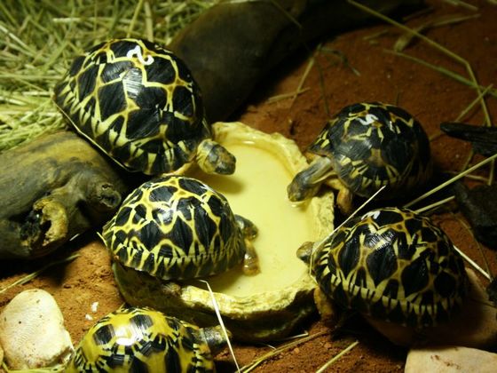 Strahlenschildkröte (Astrochelys radiata)