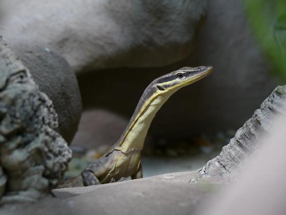 Varanus glauerti Portrait