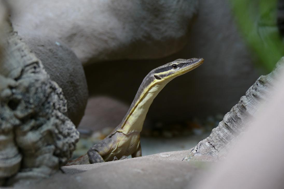 Varanus glauerti Portrait