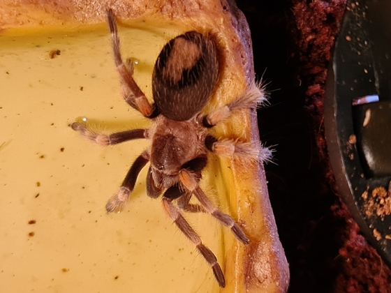 Brachypelma hamorii