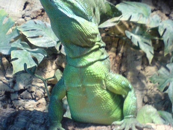 Drago