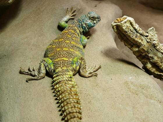 Uromastyx ornata Männchen