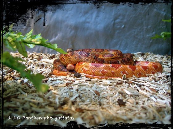 1.1.0 Pantherophis guttatus