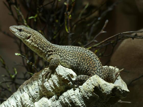 Varanus storri Weibchen