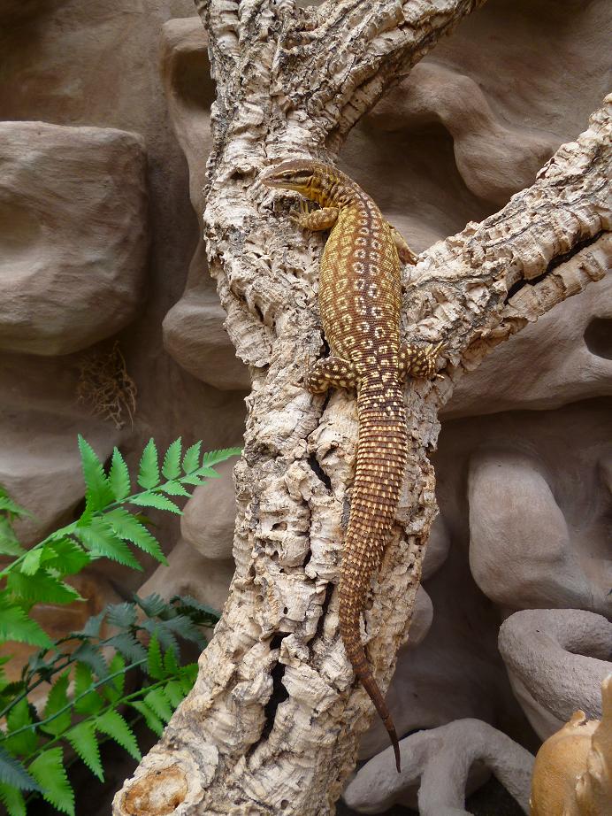 0,1 Varanus acanthurus