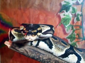 Python regius