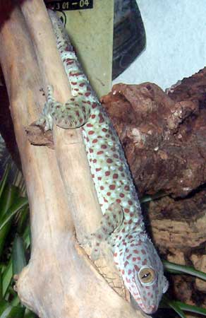 Tokeh (Gekko gekko)