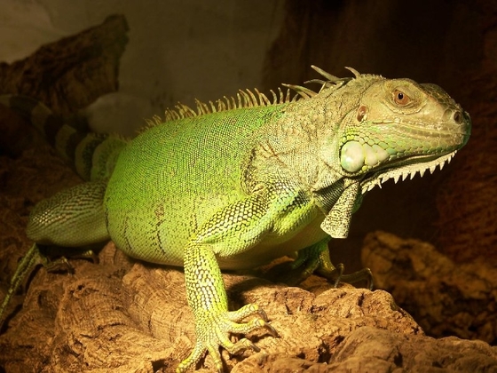 Chiccita