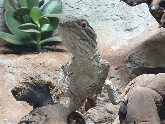 Pogona henrylawsoni