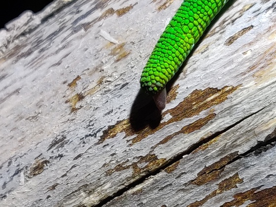 Gecko hat nach Verbrennung am Schwanz etwas schwarzes an der Unterseite... Was ist das ?