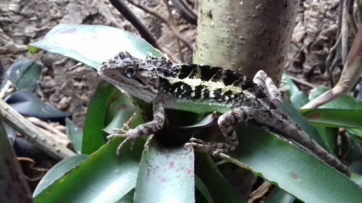 1,0 Diploderma (Japalura) yulongensis