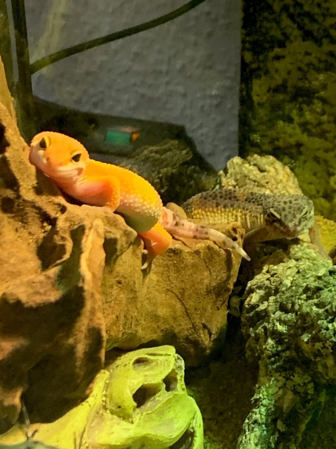 0.2 Eublepharis macularius