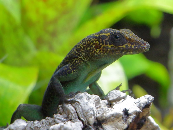 Anolis marmoratus 1.0