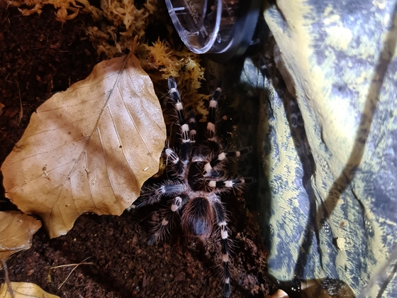 Acanthoscurria geniculata