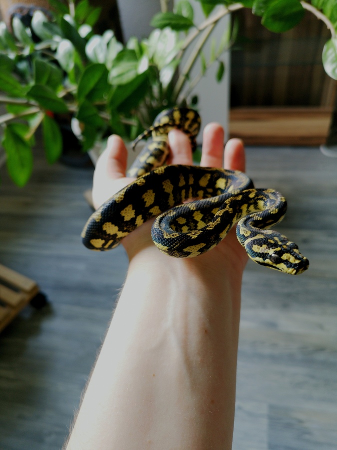 Morelia Spilota Cheynei (0.1)