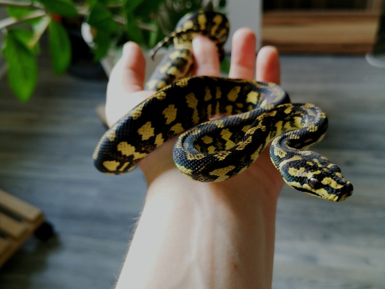 Morelia Spilota Cheynei (0.1)