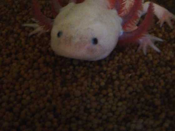 Axolotl Tagschatten :)