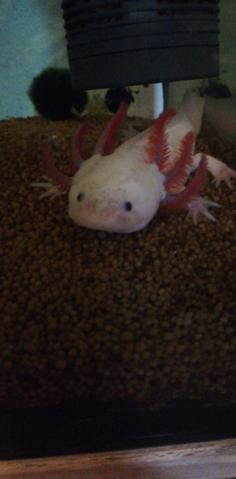 Axolotl Tagschatten :)