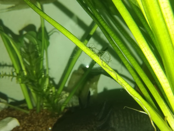 Axolotl OhneZahn :)