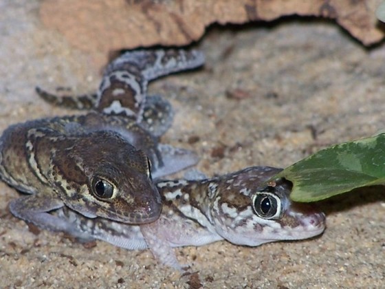 Paroedura pictus (picta)