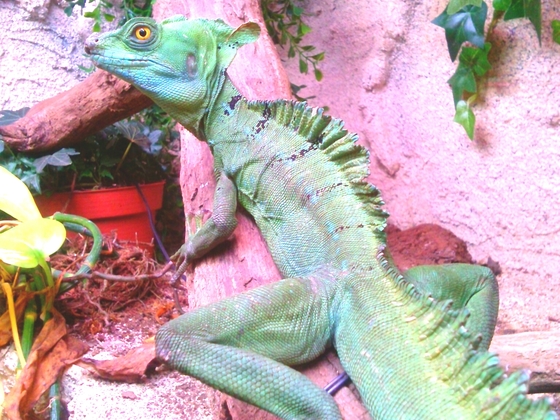 Stirnlappenbasilisk - Basiliscus plumifrons