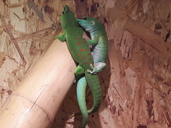 Paarung von Großen Madagaskar Taggeckos