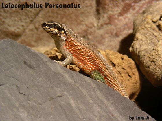 Leiocephalus Personatus