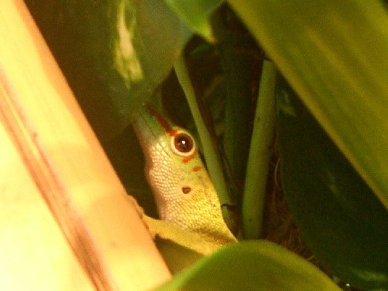 Phelsuma madagascariensis grandis