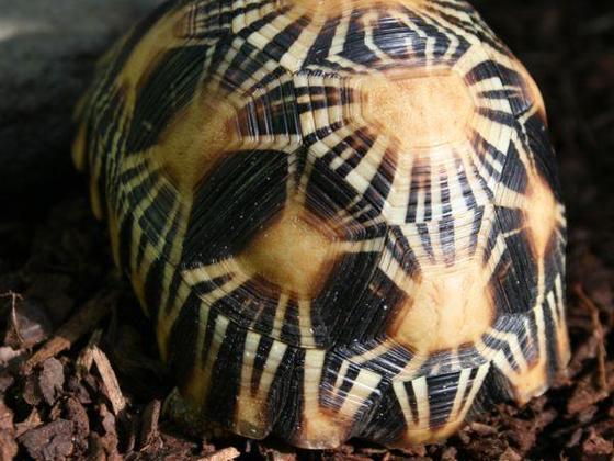 Strahlenschildkröte (Astrochelys radiata)