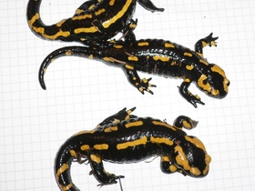 3 Salamandra s. terrestris