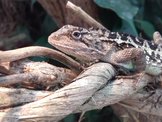 1,0 Diploderma (Japalura) yulongensis