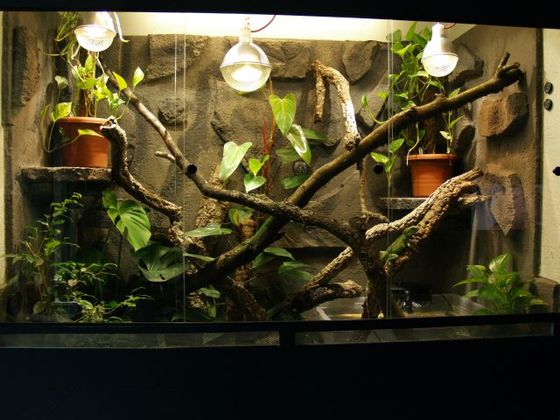 Terrarium meiner grünen Wasseragamen