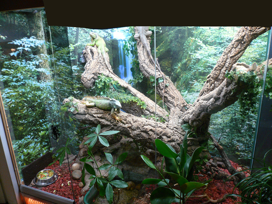 Regenwaldterrarium Überblick