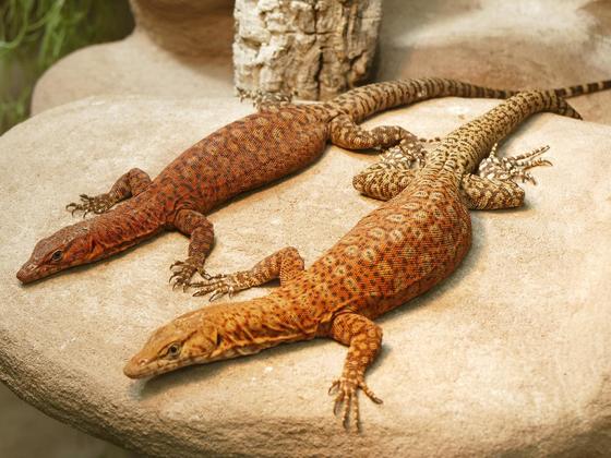 Varanus pilbarensis (Pilbara Felsenwaran) Pärchen