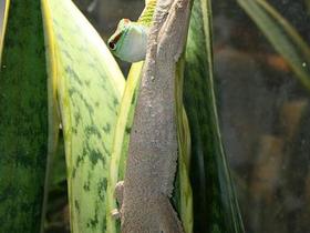 Zeit für Geckozärtlichkeiten