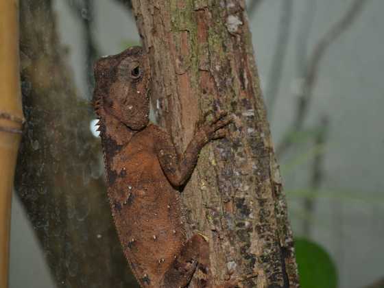 0,1 Acanthosaura lepidogaster CB15