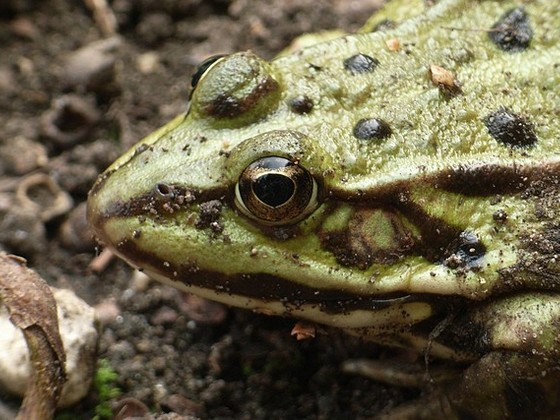 Fröschlein im Garten