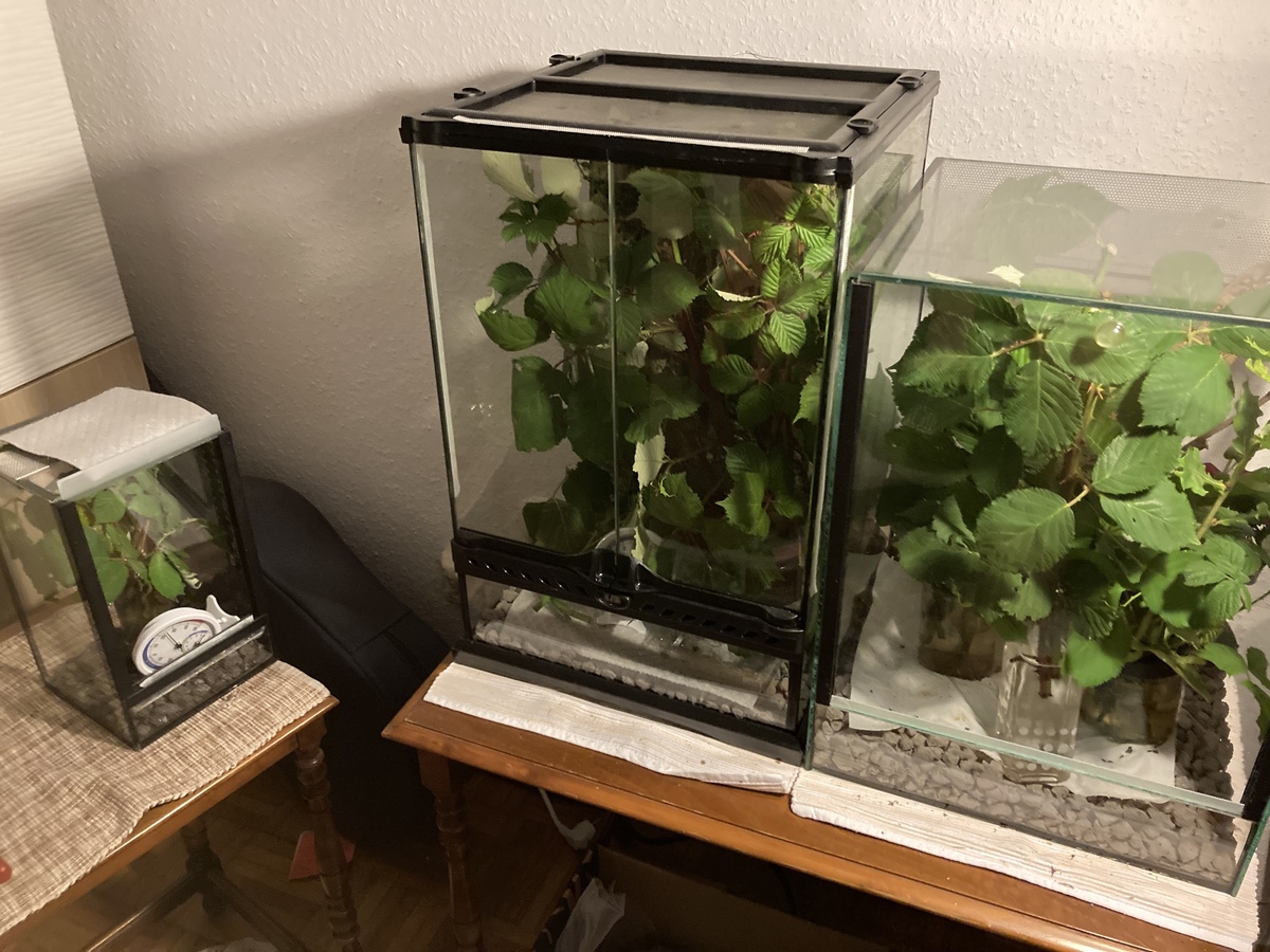 Meine Terrarien