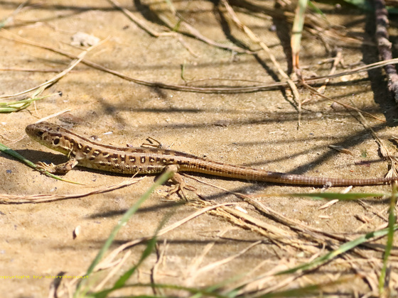 Zauneidechse (Lacerta agilis)