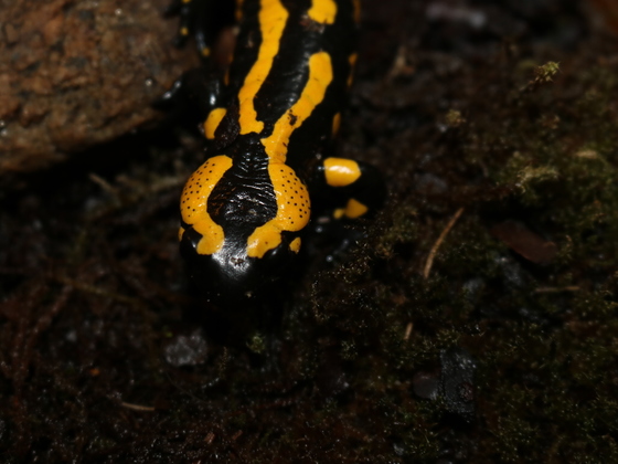 Salamandra salamandra terrestris