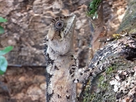 0,1 Acanthosaura lepidogaster CB 15 frisch gehäutet