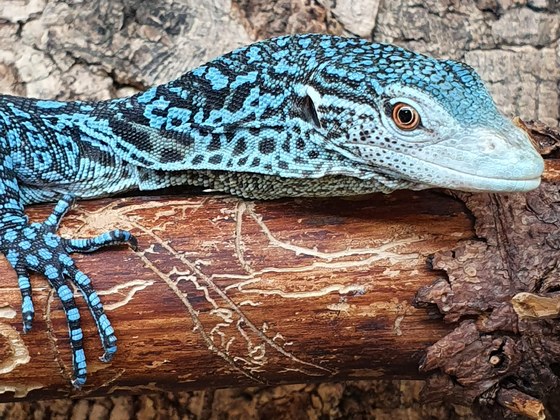 Varanus macraei (Blauer Baumwaran)