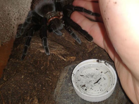 Brachypelma Vagans Weibchen