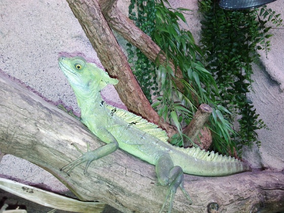 Stirnlappenbasilisk - Basiliscus plumifrons