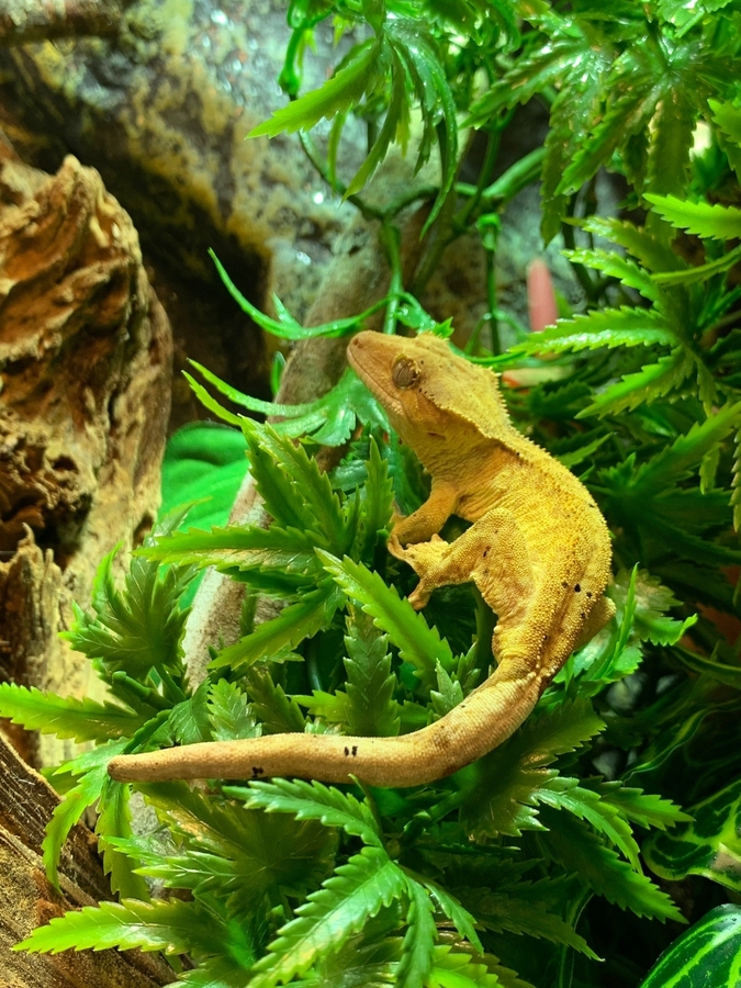 1.0 Correlophus ciliatus