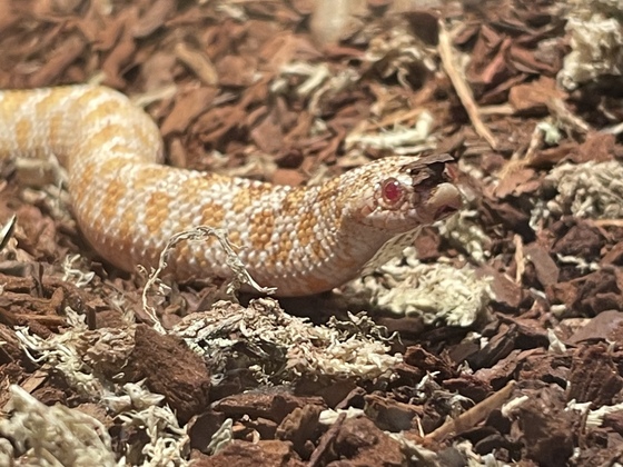 Bilder meiner Heterodon Nasicus