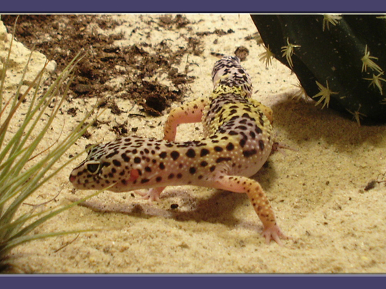 Leopardgecko