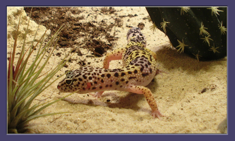 Leopardgecko