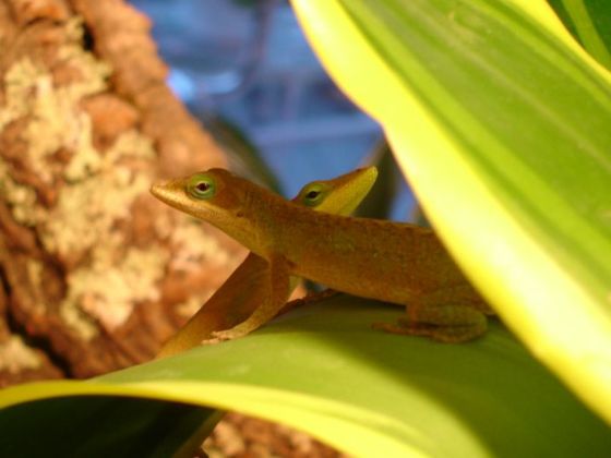 Rotkehlanolis