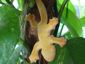 Geckoplätzchen